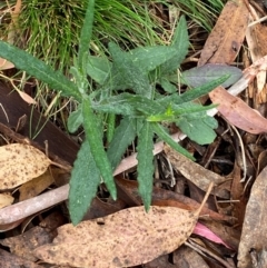 Senecio prenanthoides at Tinderry Nature Reserve - 5 Nov 2023