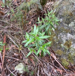 Ozothamnus stirlingii at Tinderry Nature Reserve - 5 Nov 2023