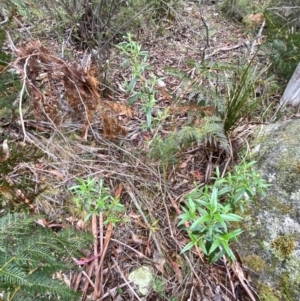 Ozothamnus stirlingii at Tinderry Nature Reserve - 5 Nov 2023