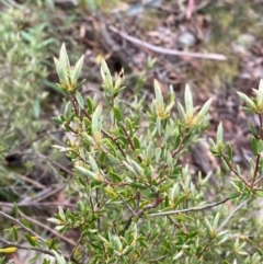 Monotoca scoparia (Broom Heath) at Tinderry Nature Reserve - 4 Nov 2023 by Tapirlord