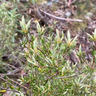 Monotoca scoparia (Broom Heath) at Tinderry Nature Reserve - 4 Nov 2023 by Tapirlord
