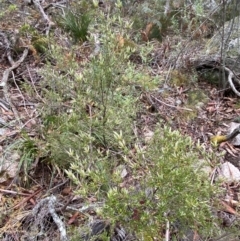 Monotoca scoparia at Tinderry Nature Reserve - 5 Nov 2023