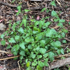 Urtica incisa at Tinderry Nature Reserve - 5 Nov 2023