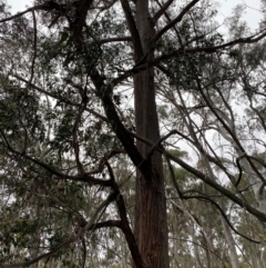 Eucalyptus fastigata (Brown Barrel) at Tinderry Nature Reserve - 4 Nov 2023 by Tapirlord