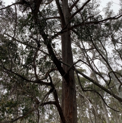 Eucalyptus fastigata (Brown Barrel) at Tinderry Nature Reserve - 4 Nov 2023 by Tapirlord