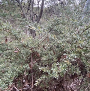 Leptospermum lanigerum at Tinderry Nature Reserve - 5 Nov 2023