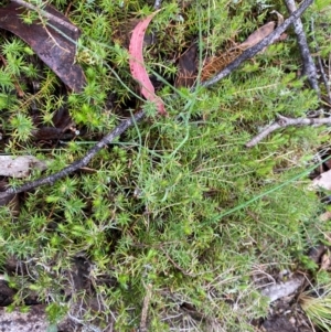 Acrotriche serrulata at Tinderry Nature Reserve - 5 Nov 2023 09:44 AM