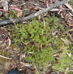 Acrotriche serrulata at Tinderry Nature Reserve - 5 Nov 2023