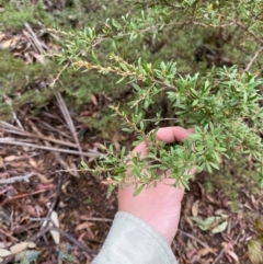 Kunzea peduncularis (Mountain Burgan) at Tinderry Nature Reserve - 4 Nov 2023 by Tapirlord