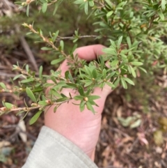 Kunzea peduncularis at Tinderry Nature Reserve - 5 Nov 2023