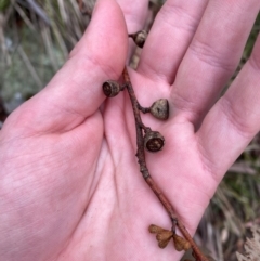 Eucalyptus pauciflora subsp. pauciflora (White Sally, Snow Gum) at Tinderry Nature Reserve - 4 Nov 2023 by Tapirlord