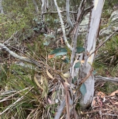 Eucalyptus pauciflora subsp. pauciflora at Tinderry Nature Reserve - 5 Nov 2023