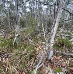 Eucalyptus pauciflora subsp. pauciflora at Tinderry Nature Reserve - 5 Nov 2023