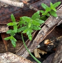 Gonocarpus tetragynus (Common Raspwort) at Tinderry Nature Reserve - 4 Nov 2023 by Tapirlord