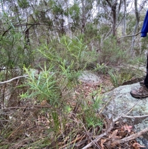 Cassinia longifolia at Tinderry Nature Reserve - 5 Nov 2023