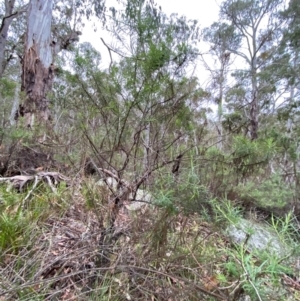 Cassinia longifolia at Tinderry Nature Reserve - 5 Nov 2023