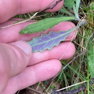 Senecio prenanthoides at Tinderry Nature Reserve - 5 Nov 2023 09:27 AM