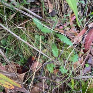 Senecio prenanthoides at Tinderry Nature Reserve - 5 Nov 2023 09:27 AM