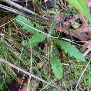 Senecio prenanthoides at Tinderry Nature Reserve - 5 Nov 2023 09:27 AM