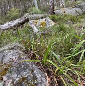 Dianella tasmanica at Tinderry Nature Reserve - 5 Nov 2023