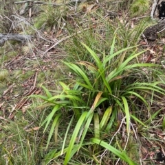 Dianella tasmanica at Tinderry Nature Reserve - 5 Nov 2023