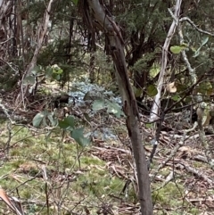 Eucalyptus dalrympleana subsp. dalrympleana at Tinderry Nature Reserve - 5 Nov 2023