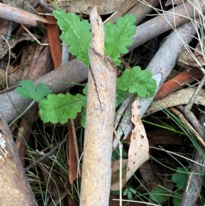 Senecio distalilobatus at Tinderry Nature Reserve - 5 Nov 2023