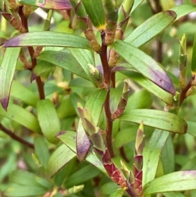 Leucopogon gelidus at Tinderry Nature Reserve - 4 Nov 2023 by Tapirlord