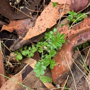 Acaena novae-zelandiae at Tinderry Nature Reserve - 5 Nov 2023