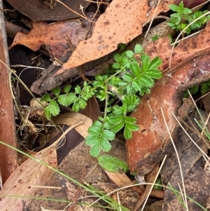 Acaena novae-zelandiae at Tinderry Nature Reserve - 5 Nov 2023