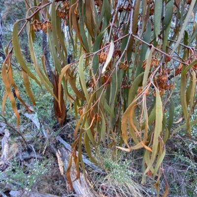 Amyema pendula subsp. pendula (Drooping Mistletoe) at Tinderry Nature Reserve - 4 Nov 2023 by Tapirlord