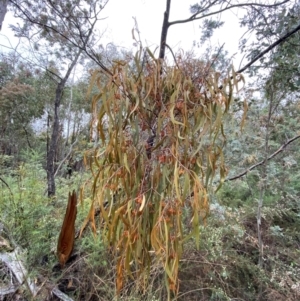 Amyema pendula subsp. pendula at Tinderry Nature Reserve - 5 Nov 2023