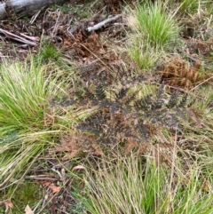 Pteridium esculentum (Bracken) at Tinderry Nature Reserve - 4 Nov 2023 by Tapirlord