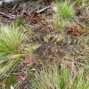 Pteridium esculentum at Tinderry Nature Reserve - 5 Nov 2023