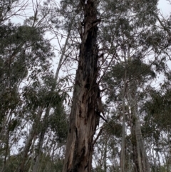 Eucalyptus viminalis subsp. viminalis (Manna Gum) at Tinderry Nature Reserve - 5 Nov 2023 by Tapirlord