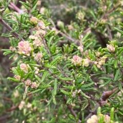 Pomaderris phylicifolia subsp. ericoides (Narrow-leaf Pomaderris) at Tinderry Nature Reserve - 5 Nov 2023 by Tapirlord