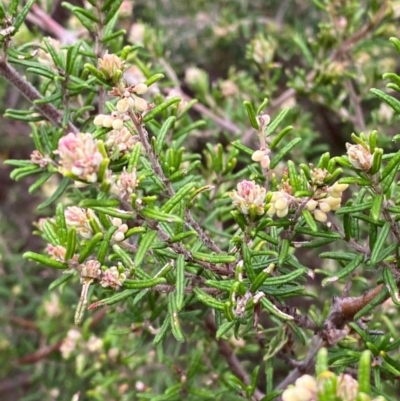 Pomaderris phylicifolia subsp. ericoides (Narrow-leaf Pomaderris) at Tinderry Nature Reserve - 5 Nov 2023 by Tapirlord