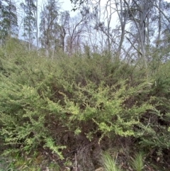 Pomaderris phylicifolia subsp. ericoides at Tinderry Nature Reserve - 5 Nov 2023 08:42 AM