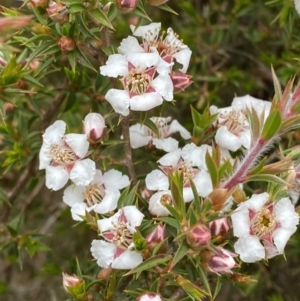 Leptospermum arachnoides at Tinderry Nature Reserve - 5 Nov 2023 08:42 AM