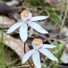 Caladenia moschata (Musky Caps) at Tinderry Nature Reserve - 4 Nov 2023 by Tapirlord