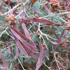 Acacia dealbata subsp. subalpina (Monaro Silver-wattle) at Tinderry Nature Reserve - 4 Nov 2023 by Tapirlord