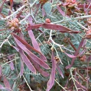 Acacia dealbata subsp. subalpina at Tinderry Nature Reserve - 5 Nov 2023