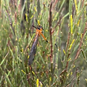 Harpobittacus australis at Tinderry Nature Reserve - 5 Nov 2023 08:33 AM