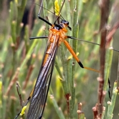 Harpobittacus australis at Tinderry Nature Reserve - 5 Nov 2023 08:33 AM