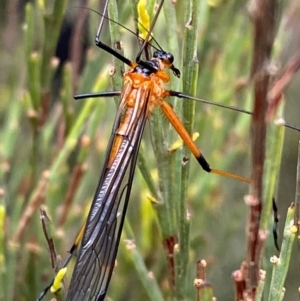 Harpobittacus australis at Tinderry Nature Reserve - 5 Nov 2023