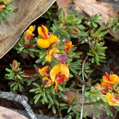 Pultenaea subspicata (Low Bush-pea) at Tinderry Nature Reserve - 5 Nov 2023 by Tapirlord