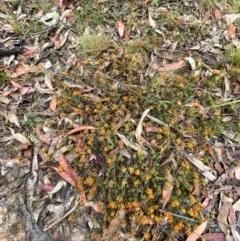 Pultenaea subspicata at Tinderry Nature Reserve - 5 Nov 2023