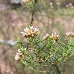 Ozothamnus thyrsoideus (Sticky Everlasting) at Tinderry Nature Reserve - 5 Nov 2023 by Tapirlord