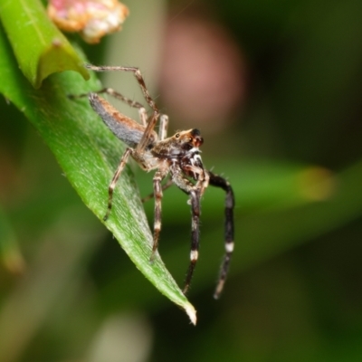 Helpis sp. (genus) (Unidentified Bronze Jumping Spider) at Downer, ACT - 1 Dec 2023 by RobertD
