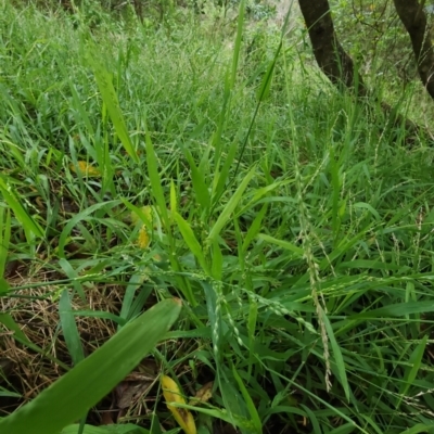 Ehrharta erecta (Panic Veldtgrass) at Bowral - 1 Dec 2023 by Steve818